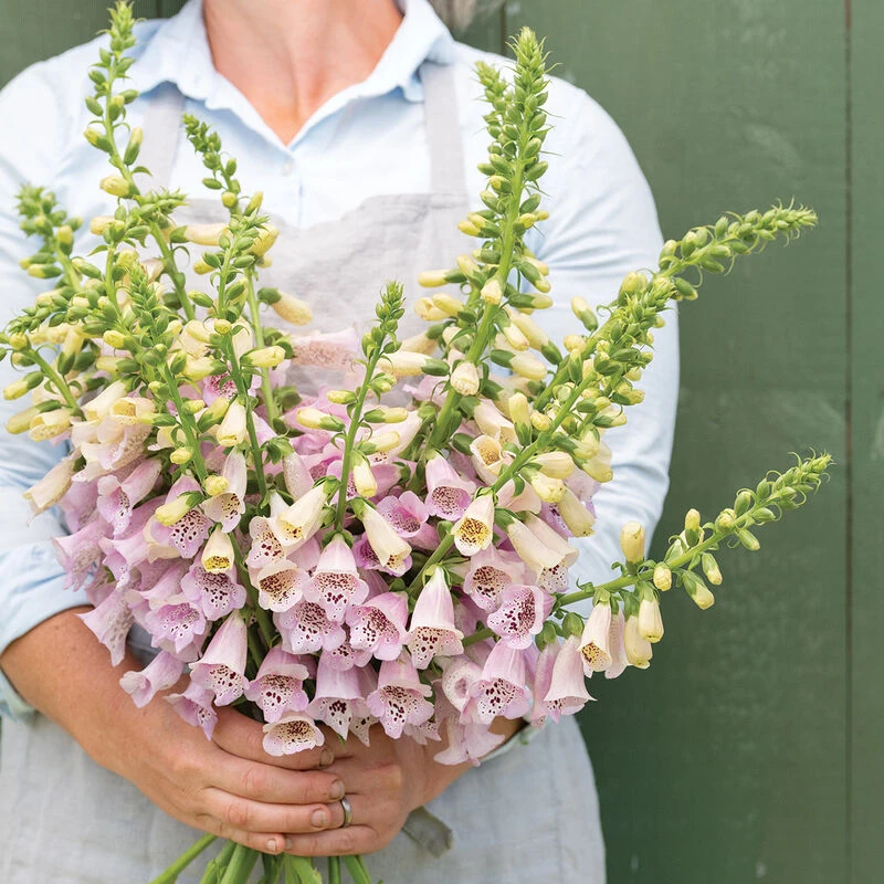 Camelot Lavender 1 Camelot Lavender