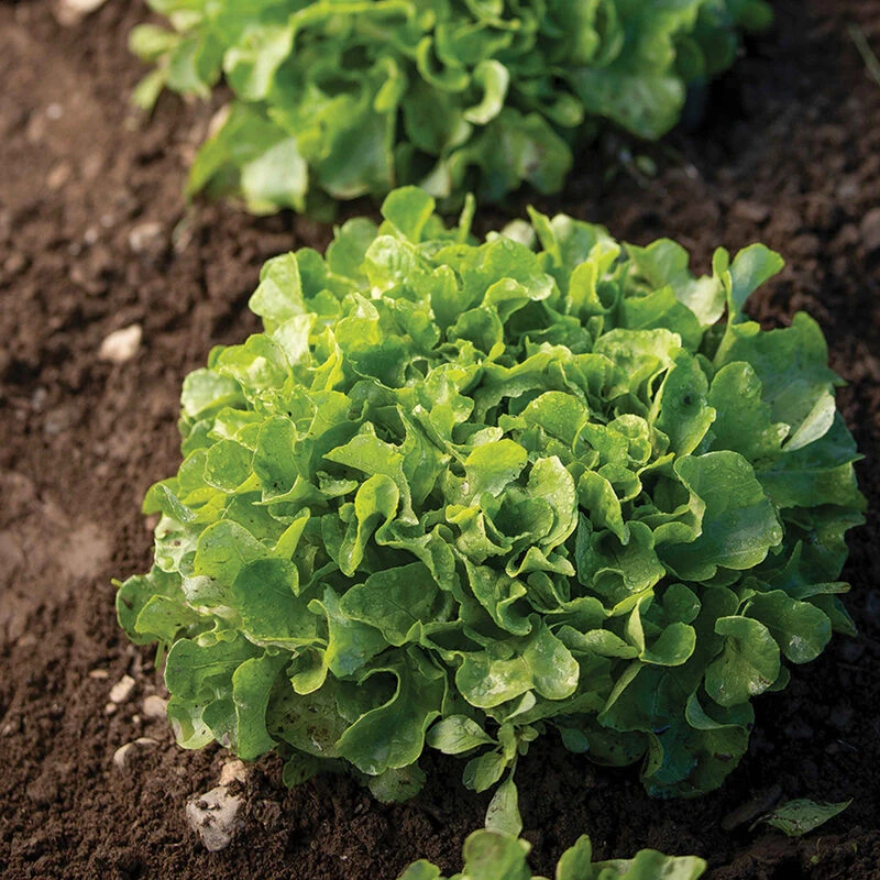 Bauer 2 Bauer - Image 2