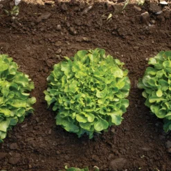 Bauer 5 Bauer -Whisper Glen Sales Store 04245g 03 bauer