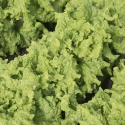 Black Seeded Simpson -Whisper Glen Sales Store 0425n 01 blackseedsimp