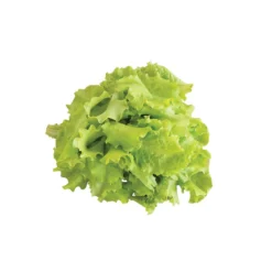 Black Seeded Simpson -Whisper Glen Sales Store 0425n 04 blackseedsimpsalad.jpg