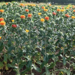 Zanzibar -Whisper Glen Sales Store 04266 03 zanzibar