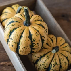 Honey Bun -Whisper Glen Sales Store 04303 03 honey bun acorn squash