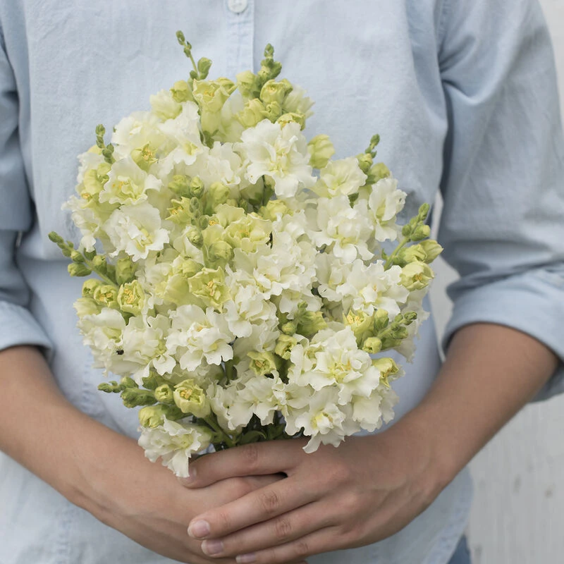 Madame Butterfly Ivory 1 Madame Butterfly Ivory