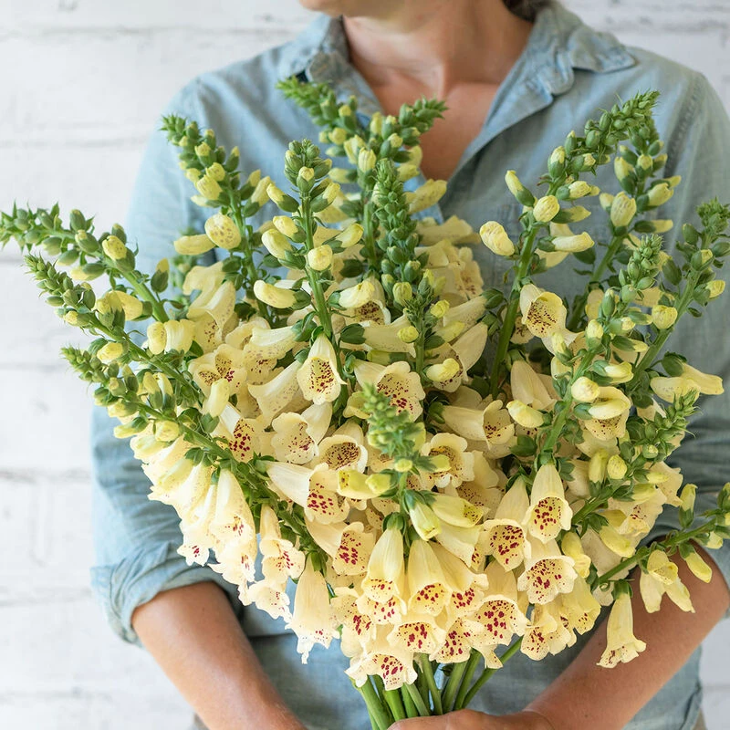 Camelot Cream 1 Camelot Cream