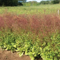 Limon -Whisper Glen Sales Store 04411 03 limon