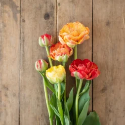 New Arrival -Whisper Glen Sales Store 04448 01 gudoshnickdouble