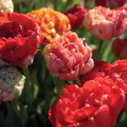 Gudoshnik Double -Whisper Glen Sales Store 04448 03 gudoshnickdouble