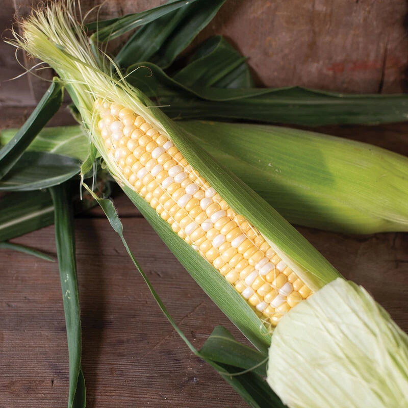 Superb MXR 1 Superb MXR