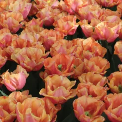 Astronaut Andre Kuipers -Whisper Glen Sales Store 04482 02 astronautandrekuipers