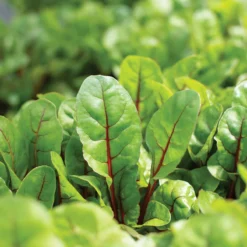 Charbell -Whisper Glen Sales Store 04551 03 charbell