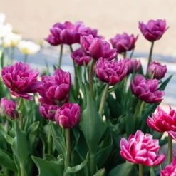 Margarita -Whisper Glen Sales Store 04556 03 margarita