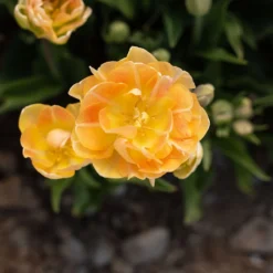 Charming Beauty -Whisper Glen Sales Store 04561 04 charming beauty