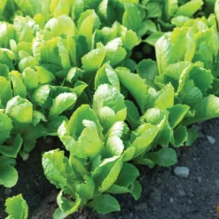 Carlsbad -Whisper Glen Sales Store 04617g 03 carlsbad