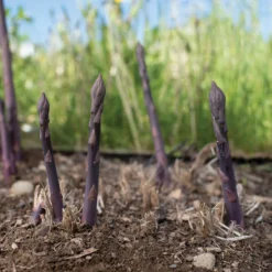 Whisper Glen Sales Store -Whisper Glen Sales Store 04643 02 erasmus