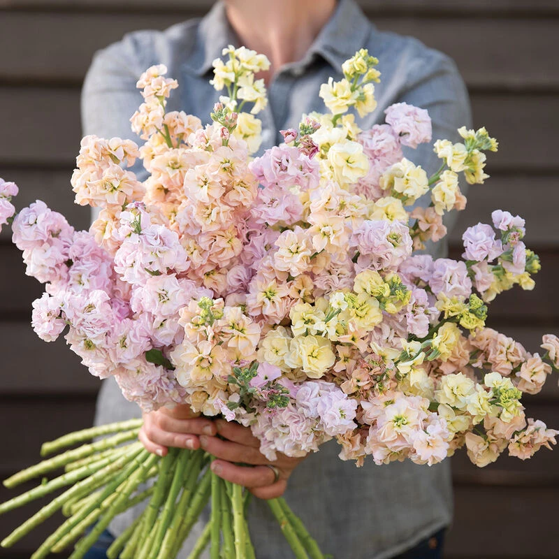 Iron Pastel Mix 1 Iron Pastel Mix