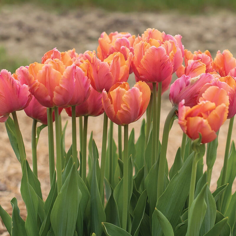 Amazing Parrot 3 Amazing Parrot - Image 3