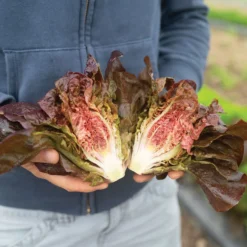 Volcana 6 Volcana -Whisper Glen Sales Store 04765jp 01 volcana mini lettuce