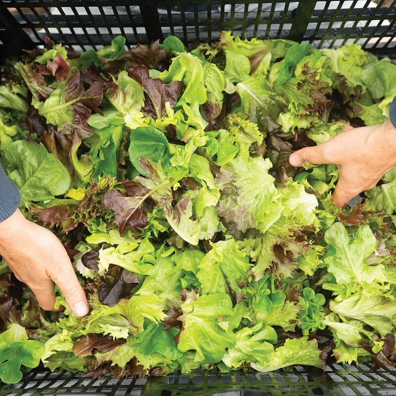 Prismatic Mini Head Mix 2 Prismatic Mini Head Mix - Image 2