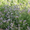 Phacelia