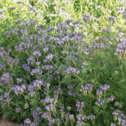 Phacelia