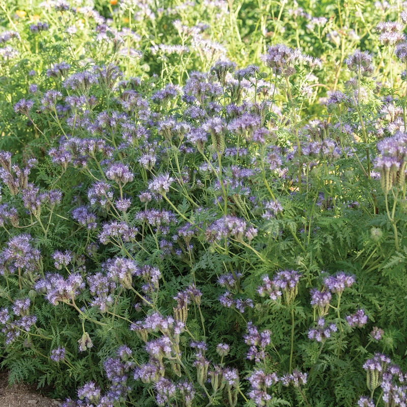 Phacelia 1 Phacelia