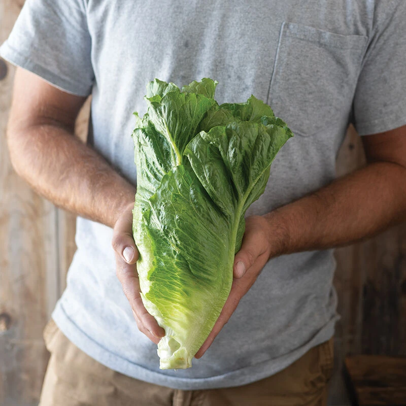 Chalupa 2 Chalupa - Image 2