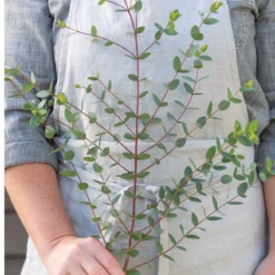 Small-Leaved Gum -Whisper Glen Sales Store 04793 03 smallleaved gum