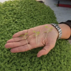 Marigold, Gem 6 Marigold, Gem -Whisper Glen Sales Store 06023m 02 gem marigold