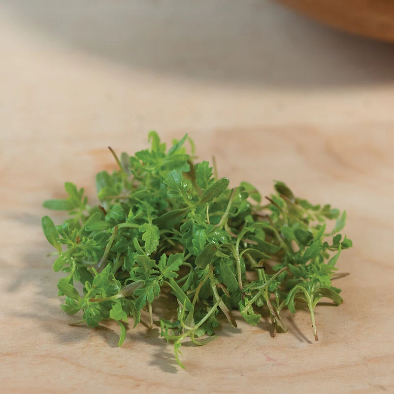 Marigold, Gem 4 Marigold, Gem - Image 4