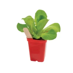 New Arrival -Whisper Glen Sales Store 06361 02 polypro red pot