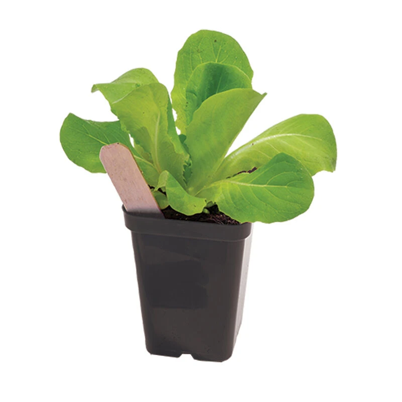 Polypro 2.5" Insert Pots – Black, 32 Count 2 Polypro 2.5" Insert Pots – Black, 32 Count - Image 2