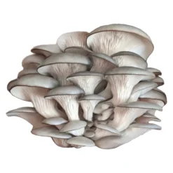 Blue Oyster 'Spray & Grow' Kit