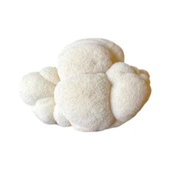 Lion's Mane 'Spray & Grow' Kit