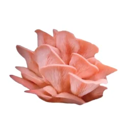 Pink Oyster 'Spray & Grow' Kit