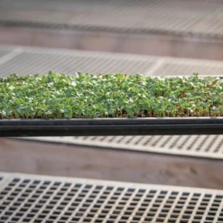 Microgreens Reservoir Tray -Whisper Glen Sales Store 06797 03 microgreensgrowingtray