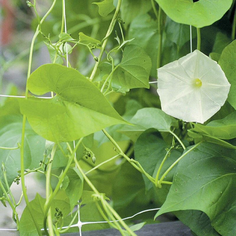 Hortonova FG – 59" X 328' 1 Hortonova FG – 59" X 328'