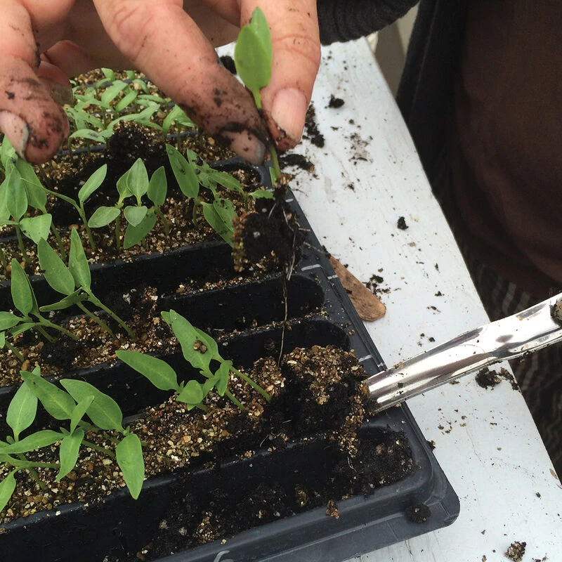 Widger 2 Widger - Image 2