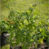 Tomato Cages – 40"