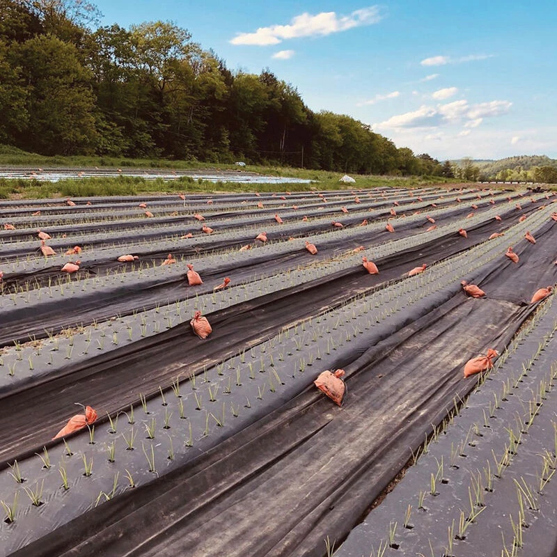 Black Weed Fabric – 3' X 50' 1 Black Weed Fabric – 3' X 50'