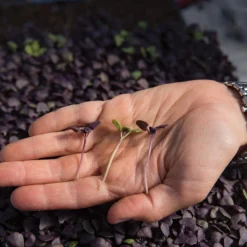 Basil, Dark Opal -Whisper Glen Sales Store 0902m 02 dark opal