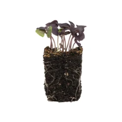 Basil, Dark Opal -Whisper Glen Sales Store 0902m 04 dark opal