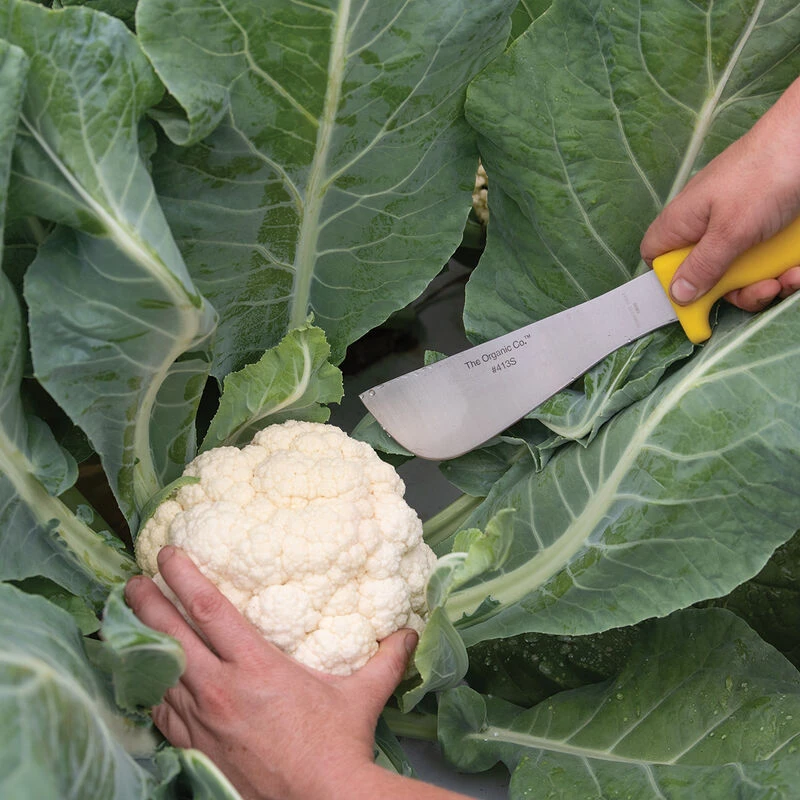 Modesto Heavy-Duty Knife 1 Modesto Heavy-Duty Knife