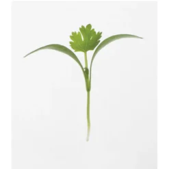 Cilantro 5 Cilantro -Whisper Glen Sales Store 0919m 01 cilantro