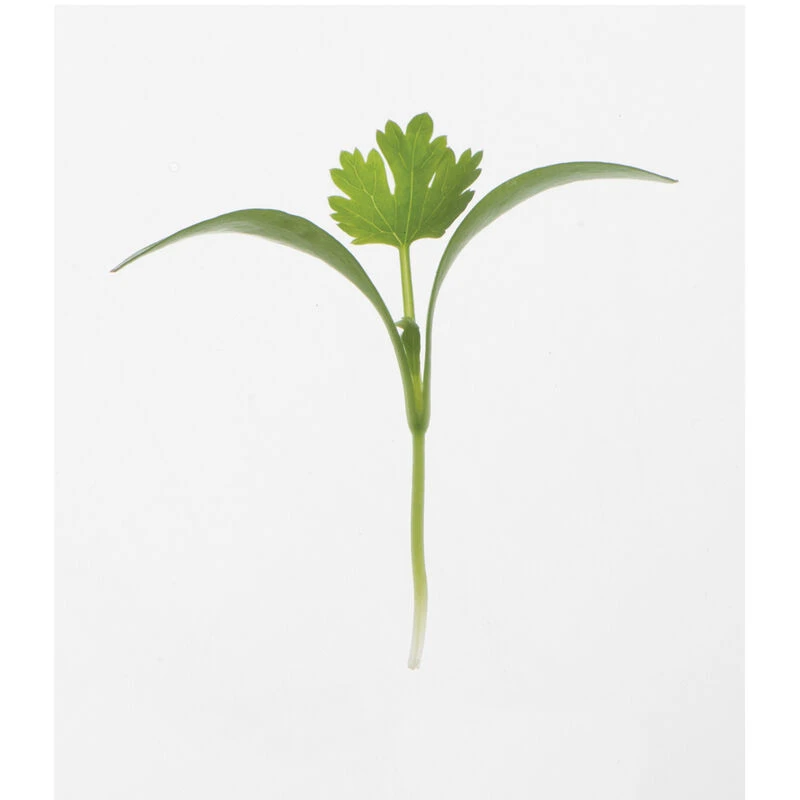 Cilantro 3 Cilantro - Image 3