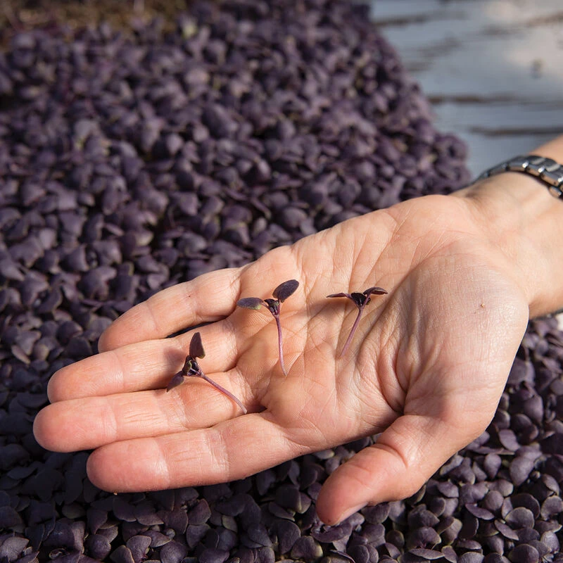 Basil, Red Rubin 2 Basil, Red Rubin - Image 2