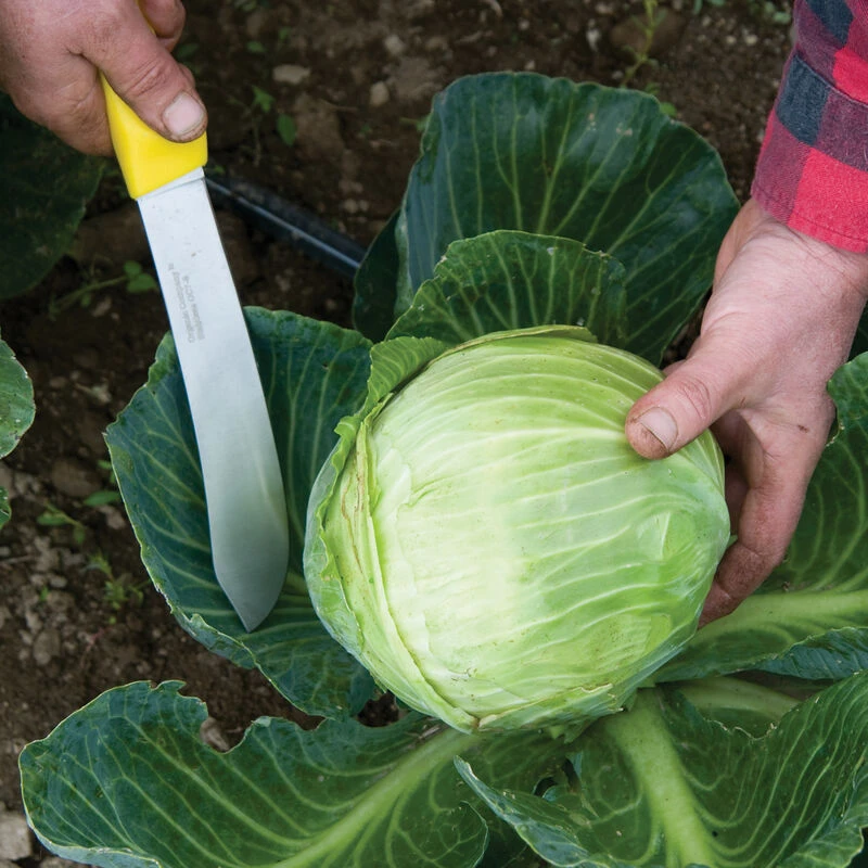 Harvest Machete – 8" 2 Harvest Machete – 8" - Image 2