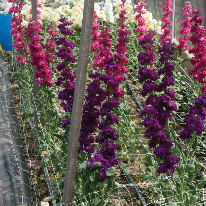 Hortonova FA – 48" X 328' 2 Hortonova FA – 48" X 328' - Image 2