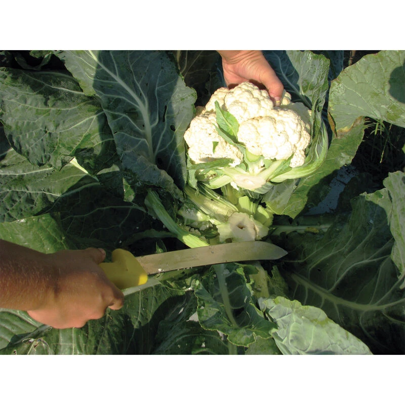 Harvest Machete – 10" 2 Harvest Machete – 10" - Image 2