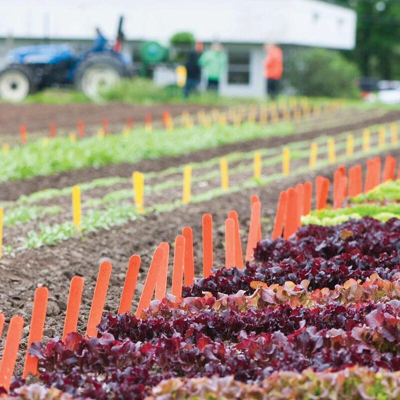 Orange Treated Garden Labels 2 Orange Treated Garden Labels - Image 2